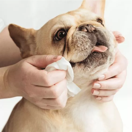 PET CREAS na cestovanie: nevyhnutnosťou pre starostlivosť o domáce zvieratá na cestách